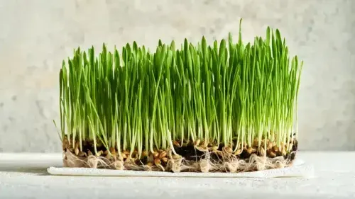 Health Benefits of Barley Grass - Its Uses And Side Effects